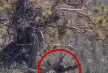 Big Bear Eaglet