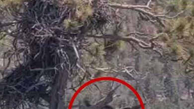 Big Bear Eaglet