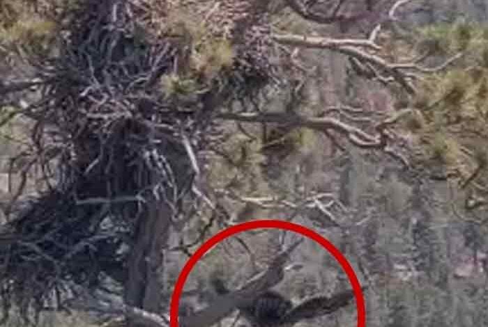 Big Bear Eaglet